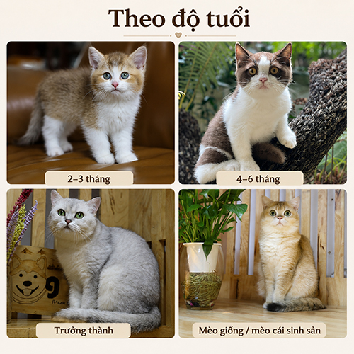 Bảng giá mèo Anh lông ngắn theo độ tuổi