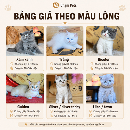 Bảng giá mèo Anh lông ngắn theo màu lông phổ biến