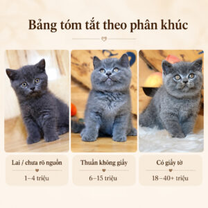 Bảng tóm tắt giá mèo Anh lông ngắn theo phân khúc