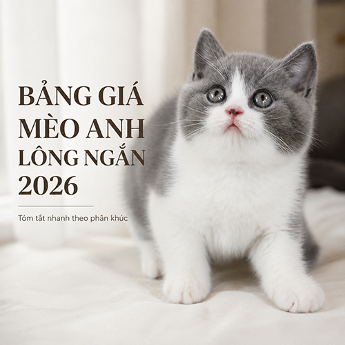 Ảnh đại diện bảng giá mèo Anh lông ngắn 2026 tóm tắt theo phân khúc