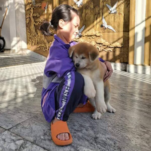 Bé chó Akita con vàng trắng được khách bế trong ngày về nhà mới