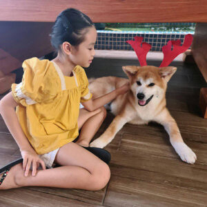 Bé chó Akita vàng đỏ nằm chơi cùng khách nhỏ tuổi tại Chạm Pets Family