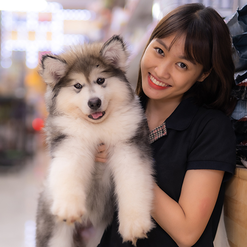 Bé chó Alaska xám trắng được bế trong cửa hàng thú cưng