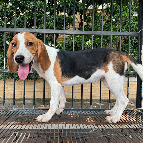 Chó Beagle khoảng 5 tháng tuổi, dáng đứng rõ form và ngoại hình thực tế