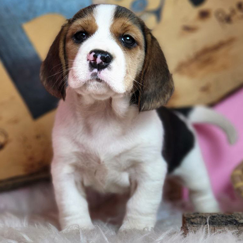 Chó Beagle cái 2 tháng tuổi màu tam thể, mặt sáng và tai dài