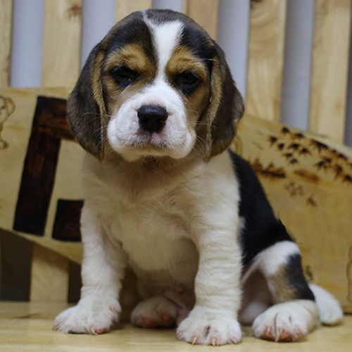 Chó Beagle con 2 tháng tuổi màu tam thể, ngoại hình cân đối và lanh lợi