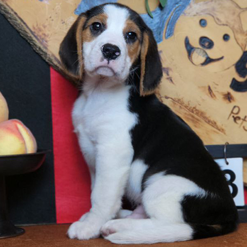 Chó Beagle con 2 tháng tuổi màu tam thể, dáng ngồi rõ form