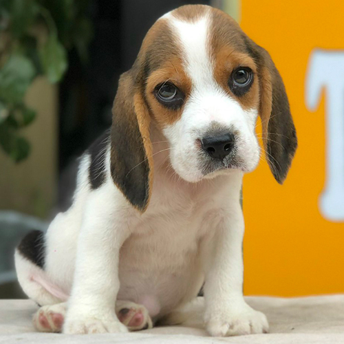 Chó Beagle con màu tam thể, mặt sáng và tai dài cần kiểm tra kỹ trước khi chốt giá