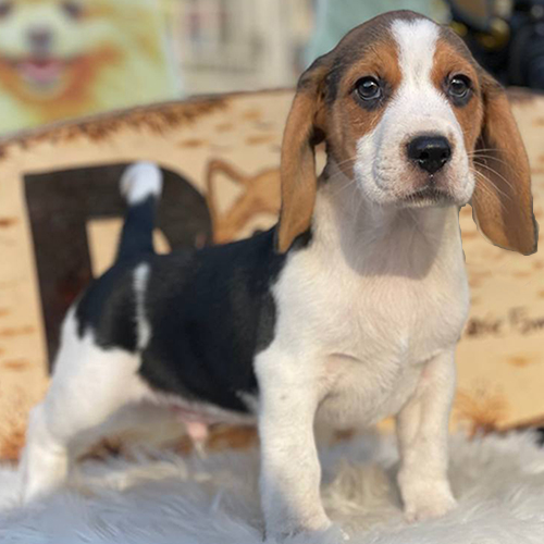 Chó Beagle con màu tam thể phù hợp nuôi làm thú cưng trong gia đình