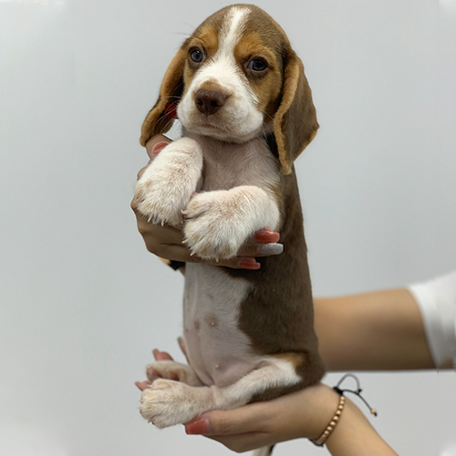 Chó Beagle con màu sáng gần nhóm lemon, tai dài và mặt sáng