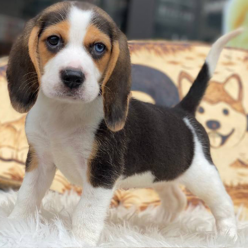 Chó Beagle tricolor đực 2 tháng tuổi có mắt 2 màu, dáng đứng lanh lợi