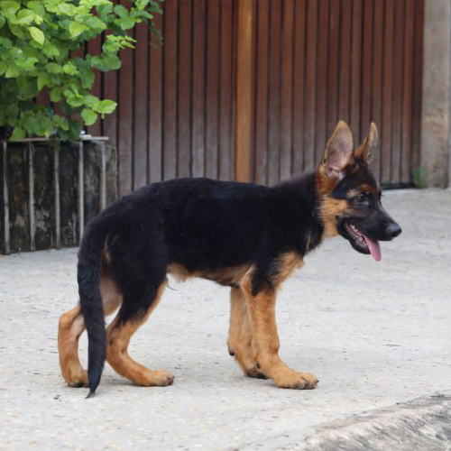 Becgie con 2 tháng tuổi dáng đứng tai dựng
