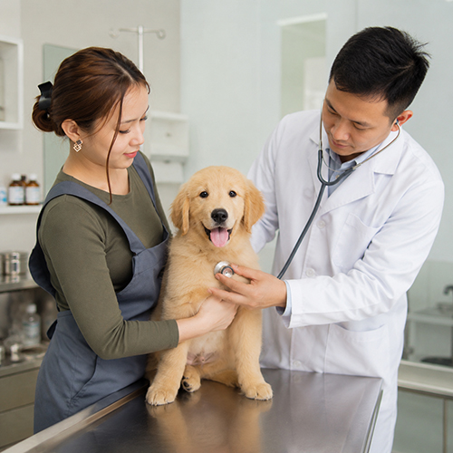 Chó Golden Retriever con được bác sĩ thú y kiểm tra sức khỏe