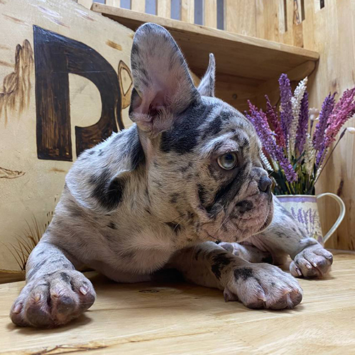 Chó Bull Pháp blue merle mặt xệ, mũi ngắn và tai dơi