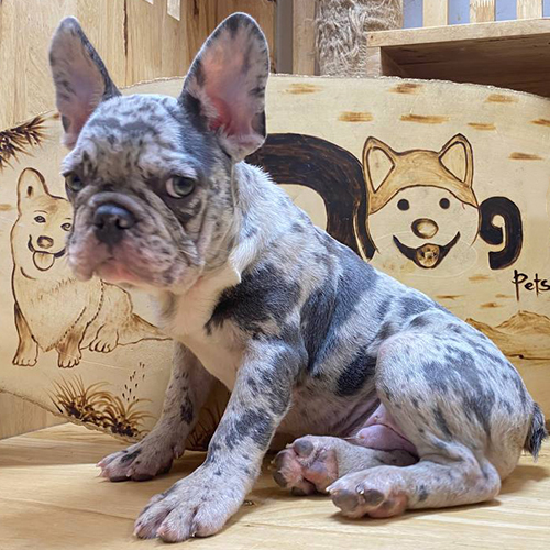 Chó Bull Pháp màu blue merle, tai dựng và thân gọn