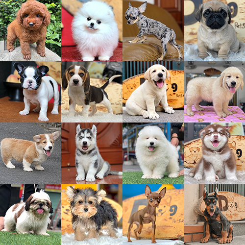 Ảnh ghép nhiều giống chó con phổ biến như Poodle, Phốc Sóc, Pug, Corgi, Husky và Golden