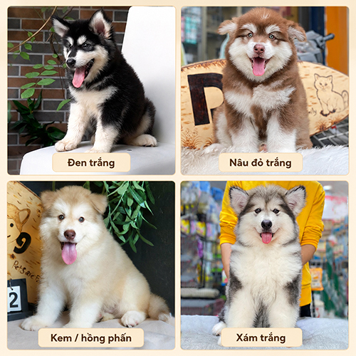 Các màu lông Alaska phổ biến