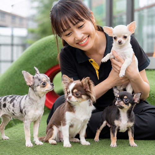 Các màu lông chó Chihuahua phổ biến gồm trắng, merle, nâu trắng và đen vàng