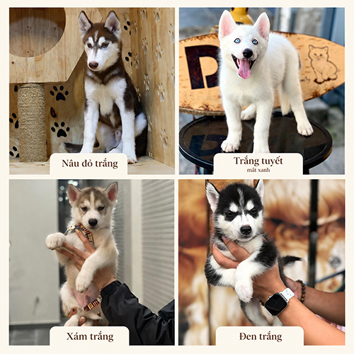 Ảnh ghép các màu lông chó Husky phổ biến gồm nâu đỏ trắng, trắng tuyết, xám trắng và đen trắng