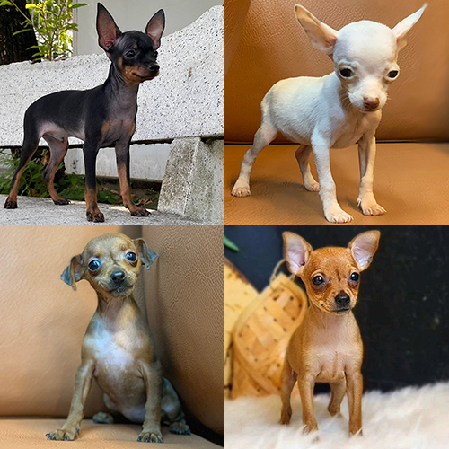 Các màu lông chó Phốc hươu phổ biến gồm đen vàng, trắng, nâu socola và nâu đỏ