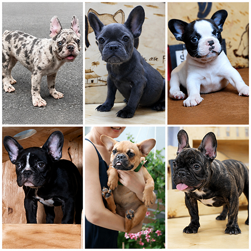 Các màu lông phổ biến của chó Bull Pháp gồm merle, blue, bò sữa, đen, vàng và vện