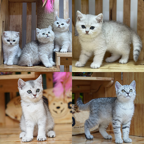 Các nhóm mèo Anh lông ngắn silver khác nhau về nền bạc, vân lông và sắc độ