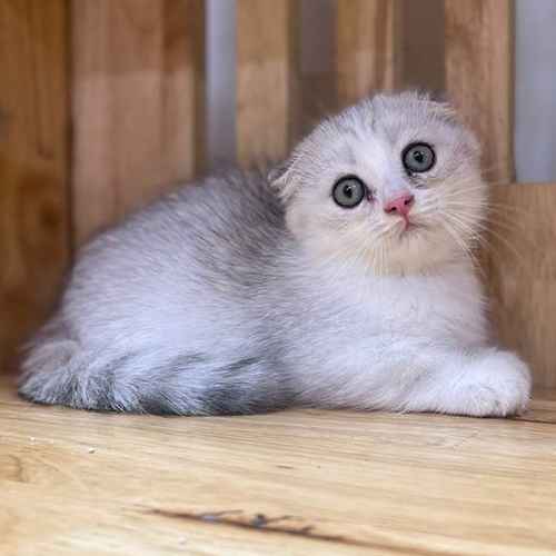 Mèo Silver chân ngắn với bộ lông bạc sáng và sạch