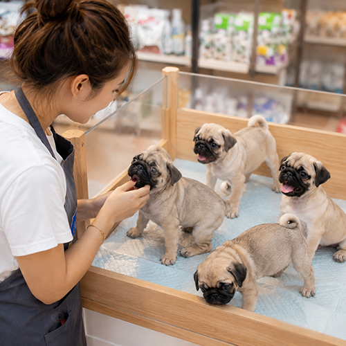 Người chăm sóc đang tương tác với đàn chó Pug con trong khu vực nuôi sạch