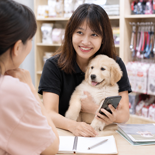 Cô gái tư vấn cho khách khi chọn chó Golden con, có điện thoại và sổ ghi chú trên bàn