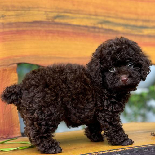 Chó Poodle socola có bộ lông xoăn màu nâu chocolate trầm