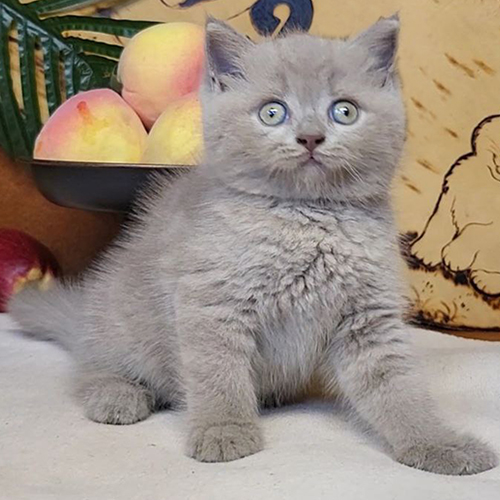 Mèo Anh lông ngắn Lilac có bộ lông xám nhạt khá đồng đều