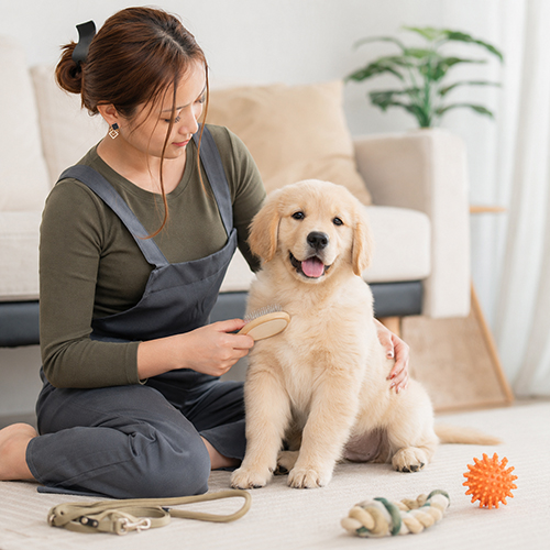 Chó Golden Retriever con được chải lông trong phòng khách