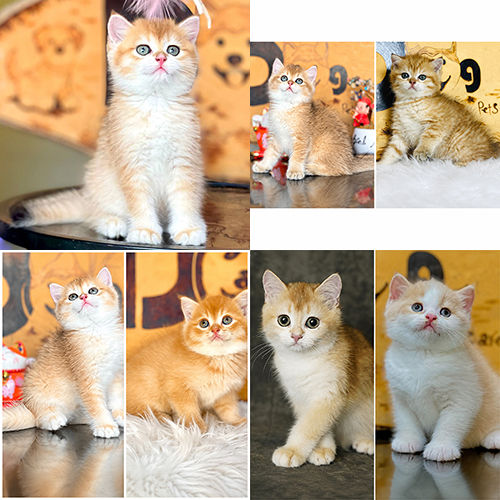 Cách tránh mua nhầm mèo Golden qua ảnh màu lông