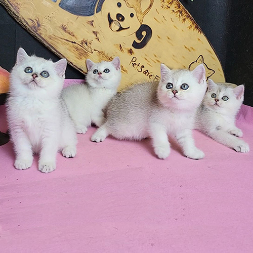 Đàn mèo Silver con chụp toàn thân để quan sát màu lông