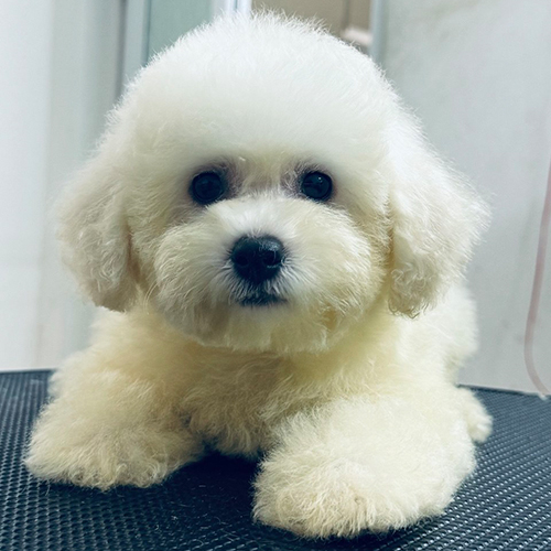 Bé chó Bichon Frise con màu trắng được chụp cận cảnh