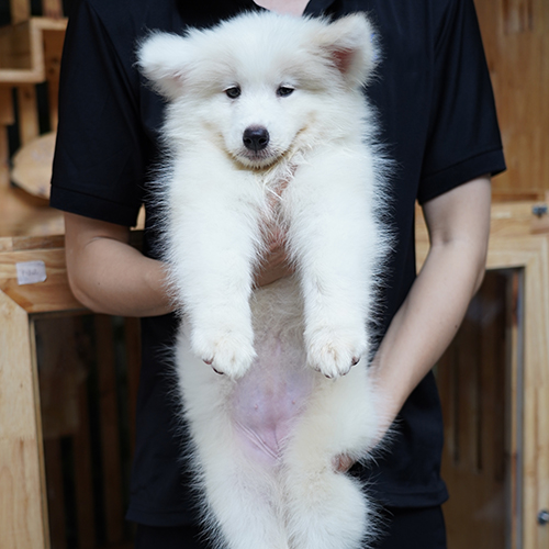 Chó Samoyed con lông trắng, minh họa cảnh báo giá Samoyed rẻ bất thường