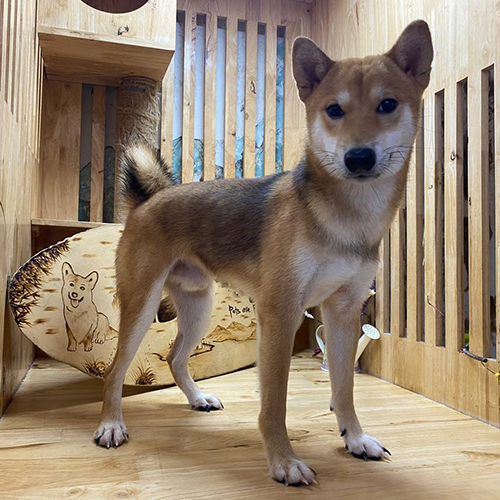 Chó có ngoại hình giống Shiba trong phần cảnh báo giá rẻ 2 đến 3 triệu