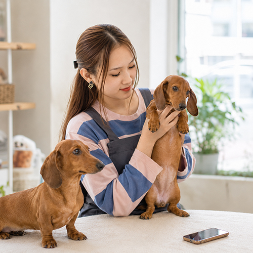 Nhân viên Chạm Pets kiểm tra chó Lạp Xưởng trước khi tư vấn giá