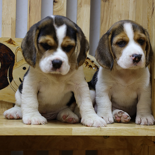 Hai chó Beagle con màu tam thể ngồi cạnh nhau để so sánh ngoại hình và giới tính