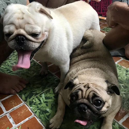 Hai chó Pug trưởng thành màu kem đang đứng trên nền gạch