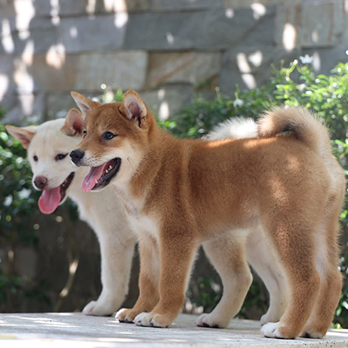 Cặp chó Shiba Inu trắng và đỏ vàng đứng ngoài trời