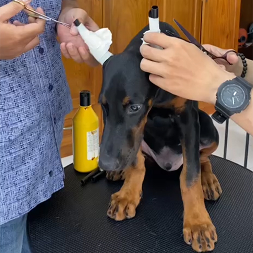 Bé đang được chăm sóc trong quá trình cắt tai