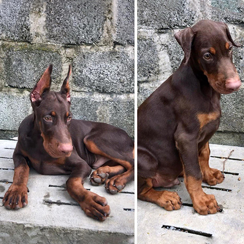 Chó Doberman con màu nâu đỏ với tai dựng và tai cụp tự nhiên trong ảnh so sánh