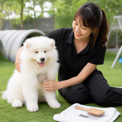 Nhân viên chải lông cho chó Samoyed trắng xù thay vì cạo sát lông