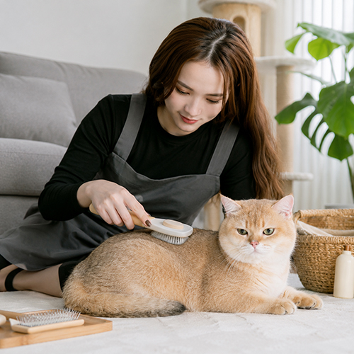 Chải lông định kỳ cho mèo Golden