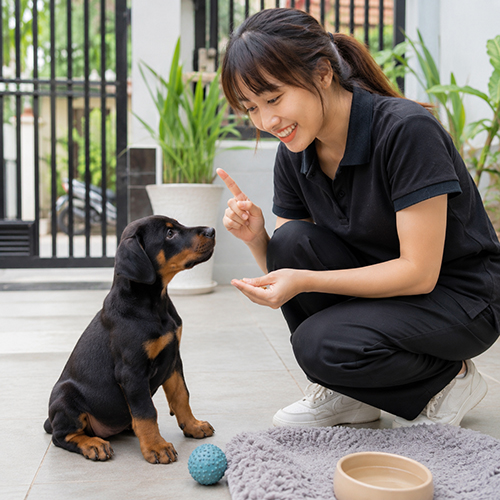 Chó Doberman con ngồi trước người chăm sóc trong không gian sạch và sáng