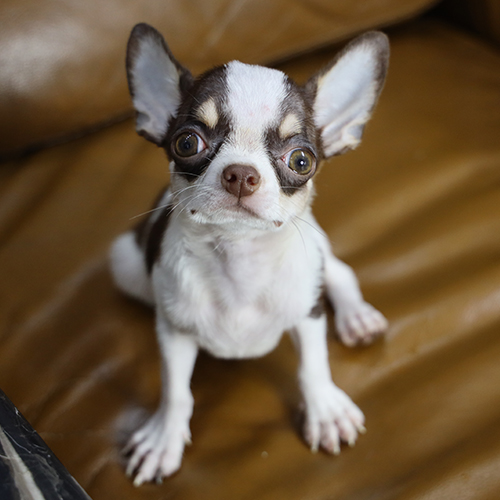 Chó Chihuahua bò sữa nâu 2 tháng tuổi thực tế tại Chạm Pets