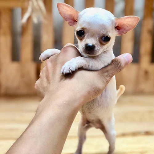 Chó Chihuahua con màu trắng được bế trên tay