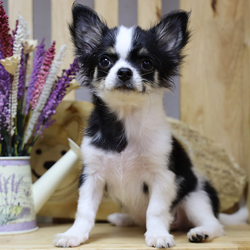 Chó Chihuahua đen trắng lông dài 2 tháng tuổi, dáng nhỏ gọn