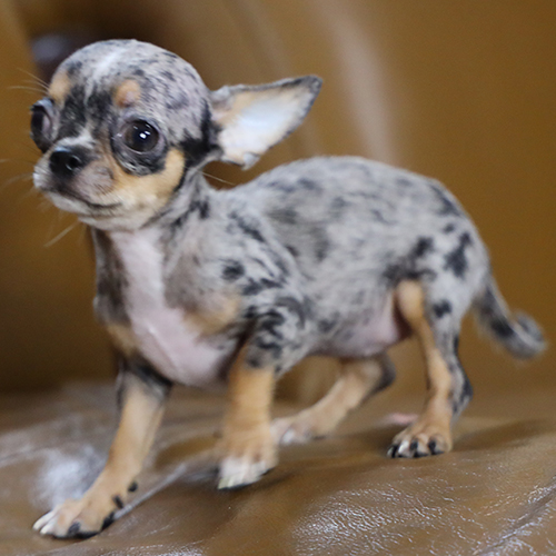 Chó Chihuahua nhỏ đang đi lại vận động nhẹ trong nhà